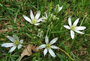 37 Fiori di aglio selvatico - Aglio orsino (Allium ursinum)